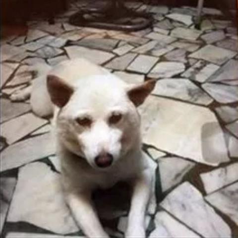 最新寻狗启示，爱犬丢失，急寻线索