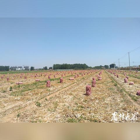 金乡大蒜行情解析，最新鲜蒜价格走势