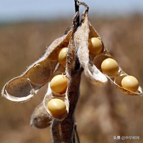 拍卖动态